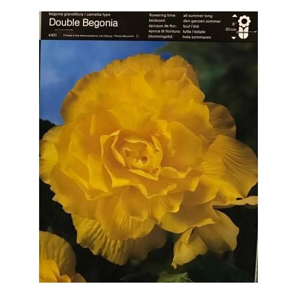 Μπιγκόνια ή Βιγόνια(en translation) - Image 3