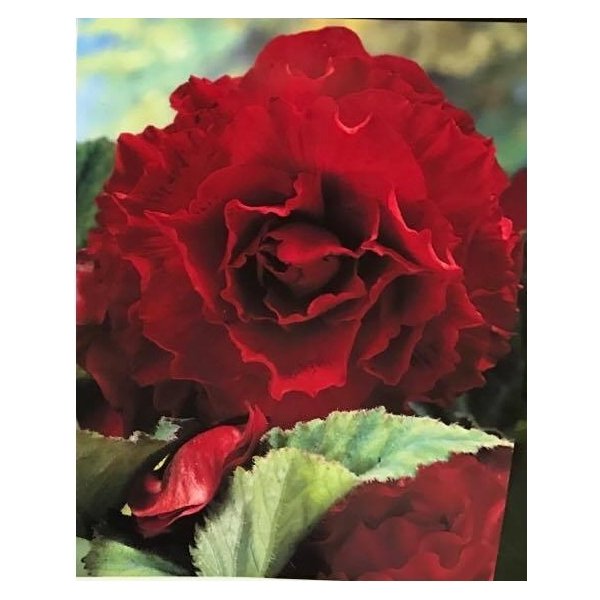 Μπιγκόνια ή Βιγόνια(en translation) - Image 4