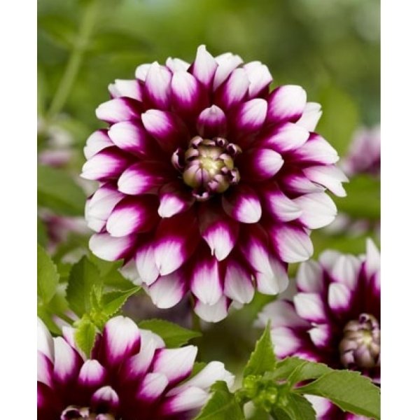 Ντάλια Verdi(en translation)