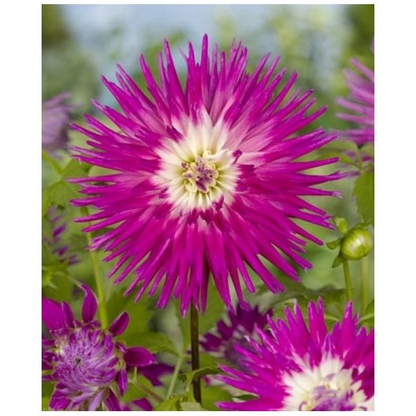 Ντάλια Veritable(en translation)