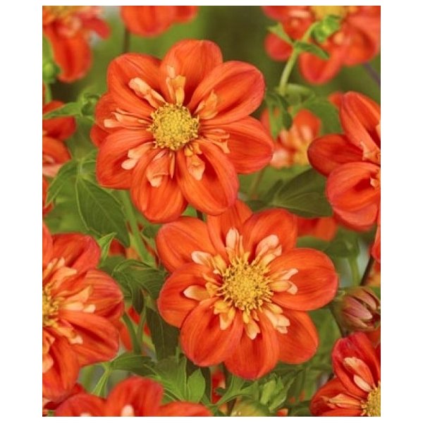 Ντάλια Alstergruss(en translation)