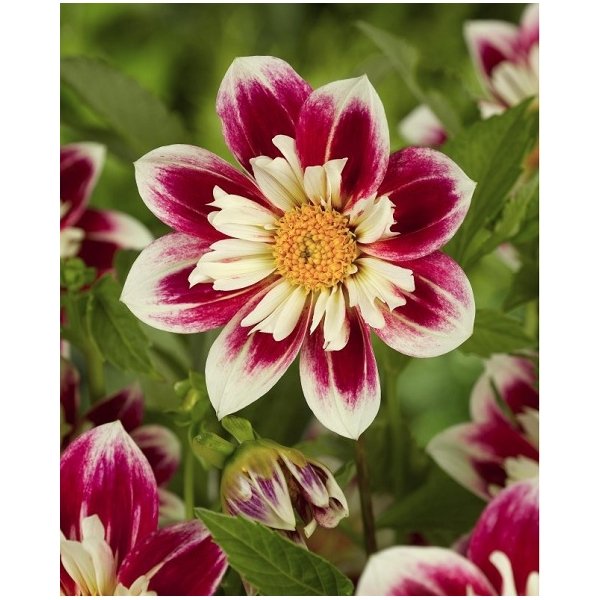 Ντάλια Fashion monger(en translation)