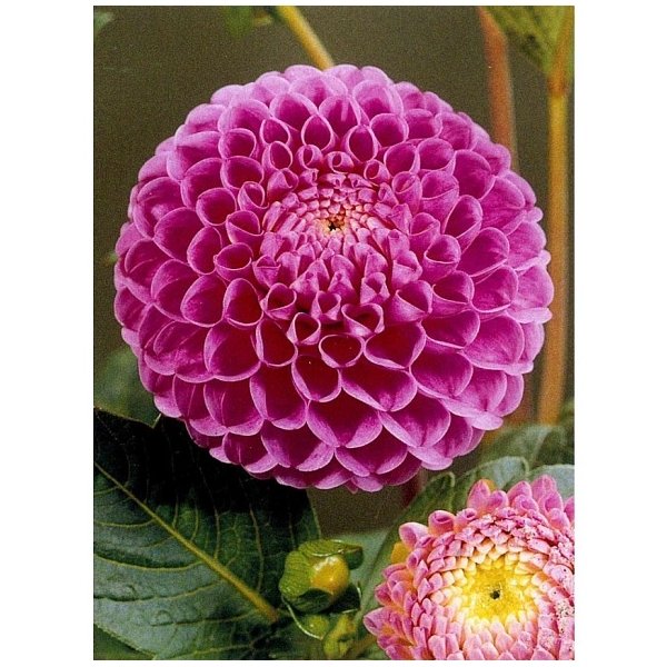 Ντάλια Franz kafka(en translation)