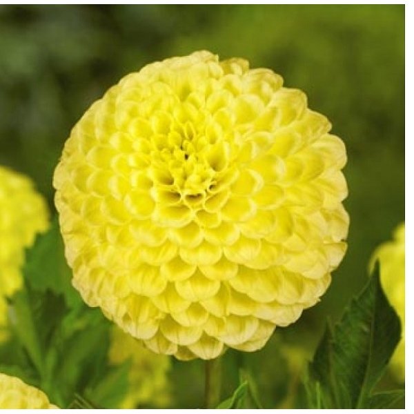 Ντάλια Golden scepter(en translation)