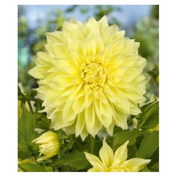 Ντάλια Kelvin floodlight(en translation)