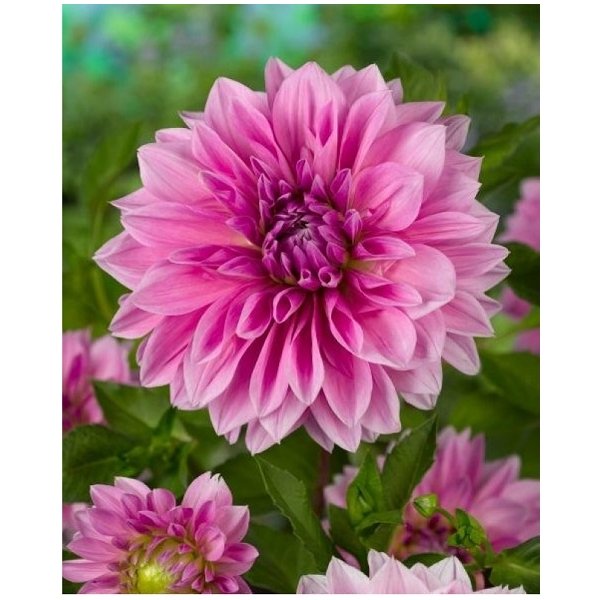 Ντάλια Lavender perfection(en translation)