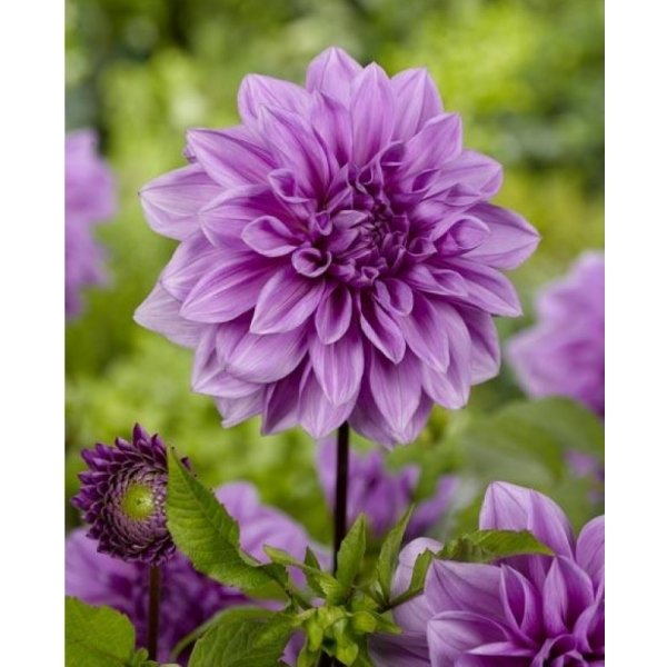 Ντάλια Lilac time(en translation)