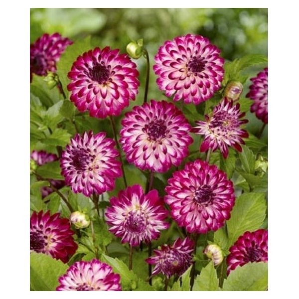 Ντάλια Little robert(en translation)