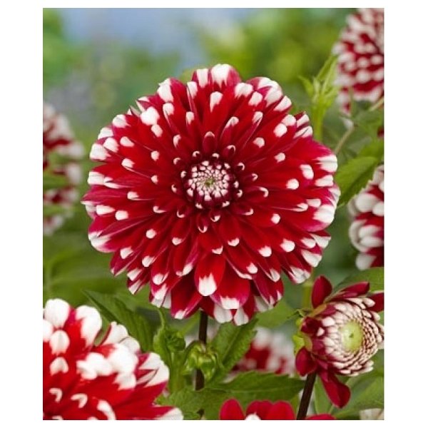 Ντάλια Little tiger(en translation)