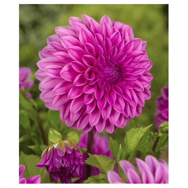 Ντάλια Lucky number(en translation)