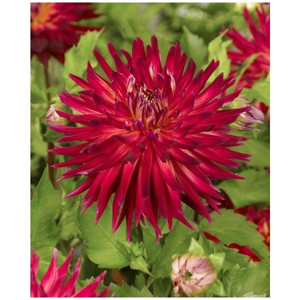 Ντάλια Manhattan island(en translation)