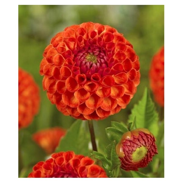 Ντάλια New baby(en translation)