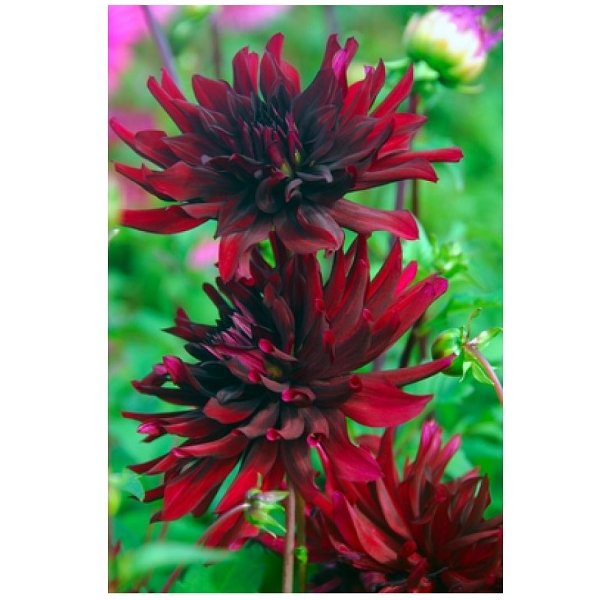 Ντάλια Nuit d'ete(en translation)