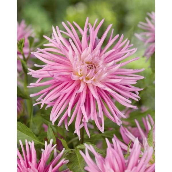 Ντάλια Park princess(en translation)