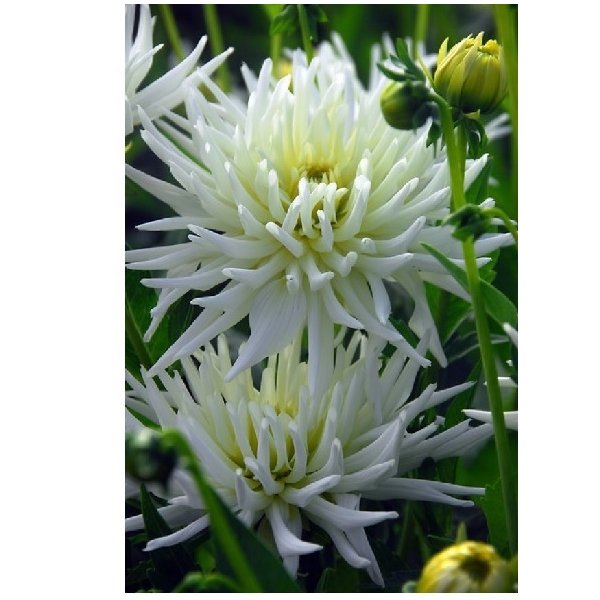 Ντάλια Playa blanca(en translation)