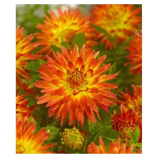 Ντάλια Procyon(en translation)