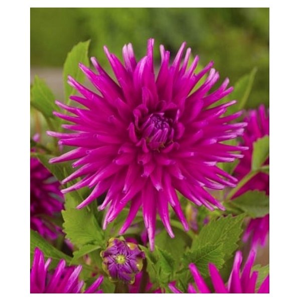 Ντάλια Purple gem(en translation)