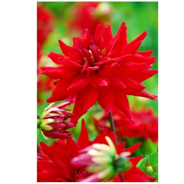 Ντάλια Red pigmy(en translation)