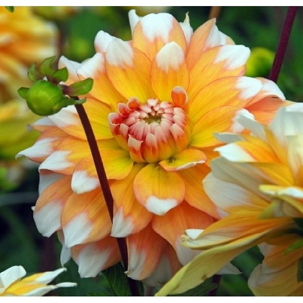 Ντάλια Seattle(en translation)