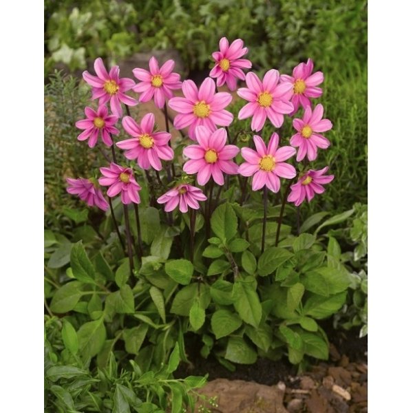 Ντάλια Topmix pink(en translation)