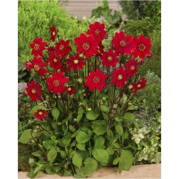 Ντάλια Topmix red(en translation)