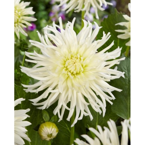 Ντάλια White star(en translation)