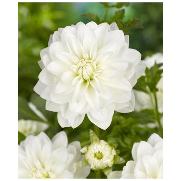 Ντάλια Wittem(en translation)