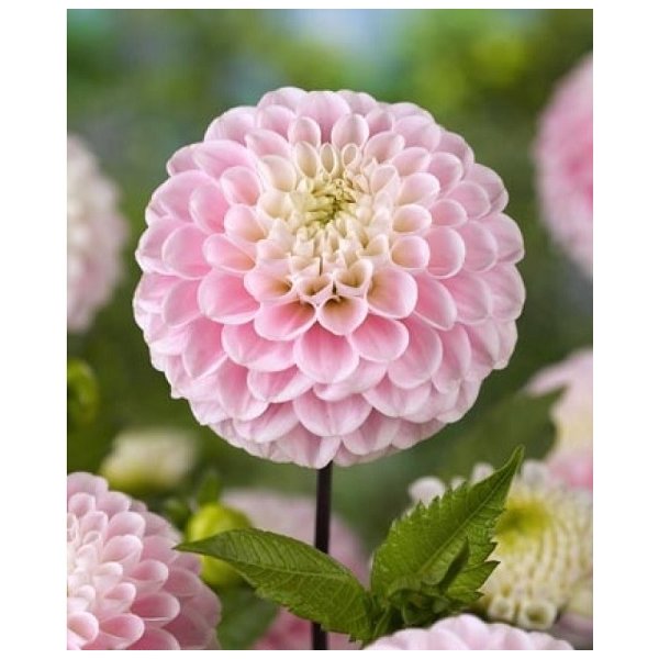 Ντάλια Wizzard of oz(en translation)