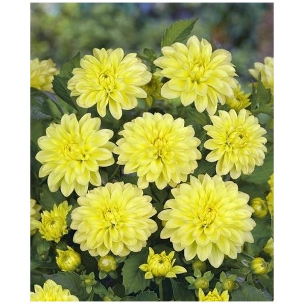 Ντάλια Yellow delight(en translation)