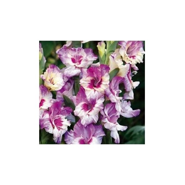 Γλαδιόλα(en translation)