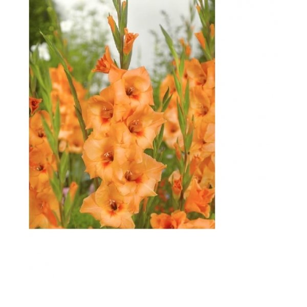 Γλαδιόλες(en translation)