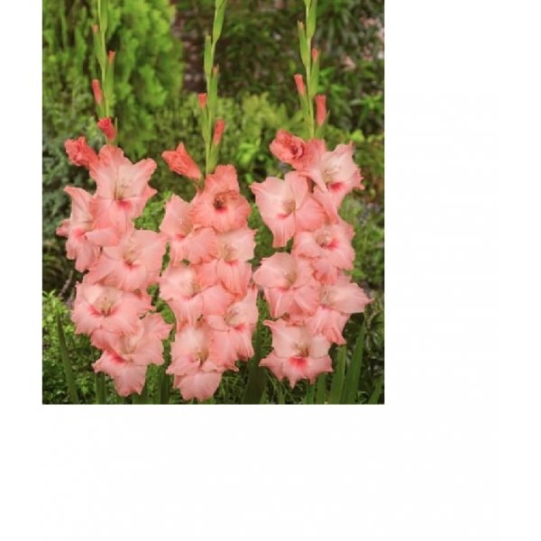gladioles-roz
