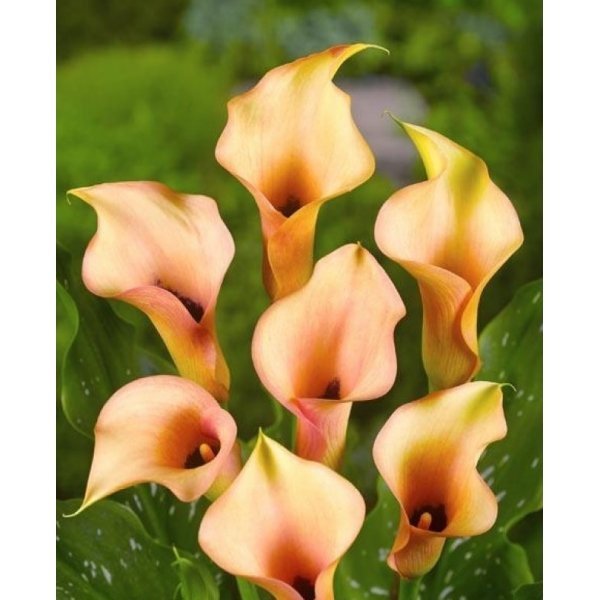 Κάλλες(en translation)