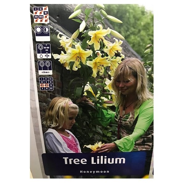 Λίλιουμ δενδρώδη(en translation)