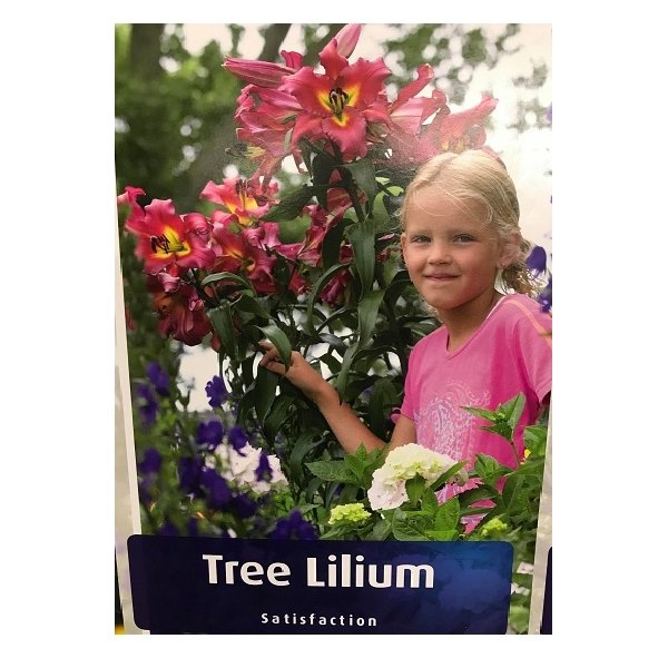 lilium-dendrodi_Satisfaction