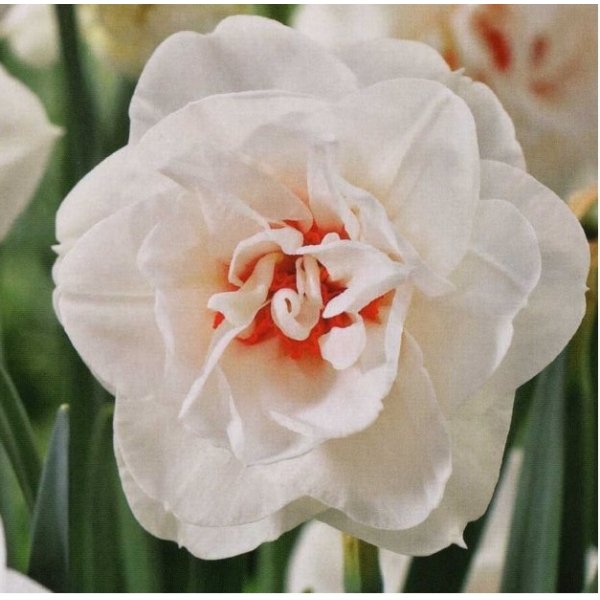 Νάρκισσος Acropolis(en translation)