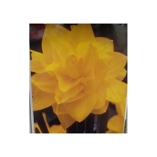 Νάρκισσος Golden Ducat(en translation)