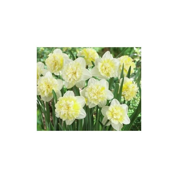 Νάρκισσος Ice King(en translation)