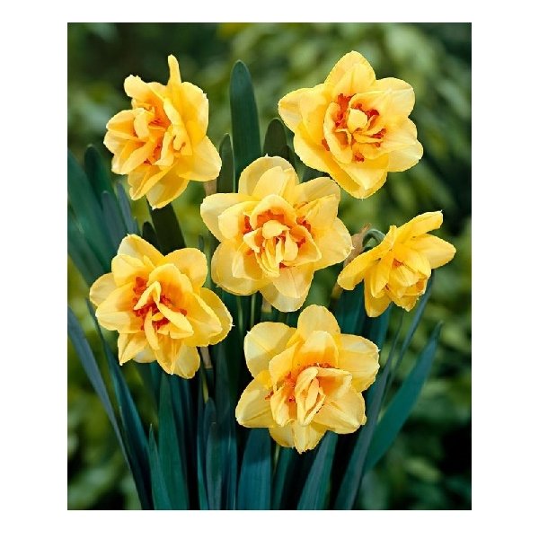 Νάρκισσος Tahiti(en translation)