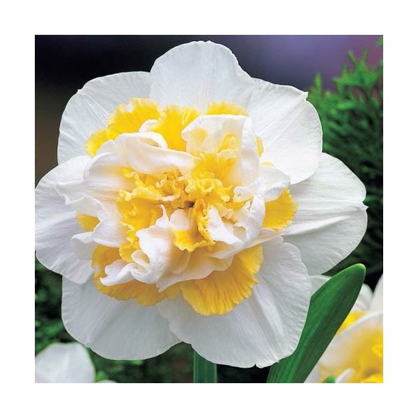 Νάρκισσος White Lion(en translation)