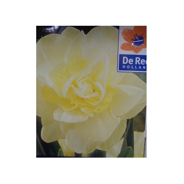 narkisos_White_Lion02