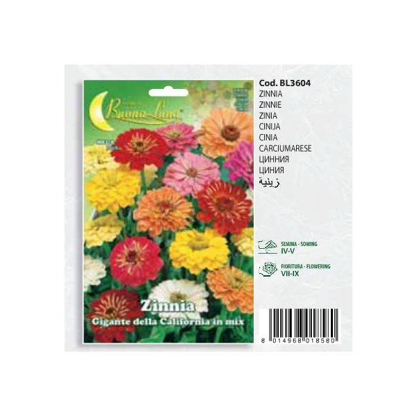 zinia-megalo-mono Zinia megalo mono