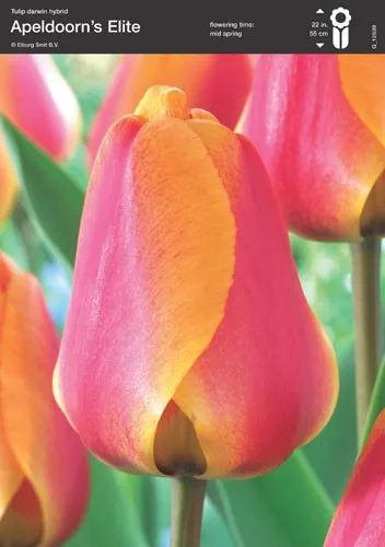 Tulip Red–Yellow Bicolor (Apeldoorn’s Elite)