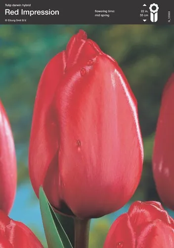 Red Tulip (Red Impression)