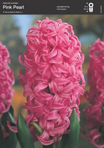 Pink Hyacinthus (Pink Pearl)