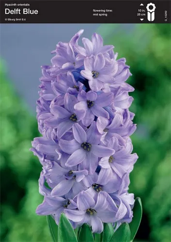 Hyacinthus ‘Delft Blue’