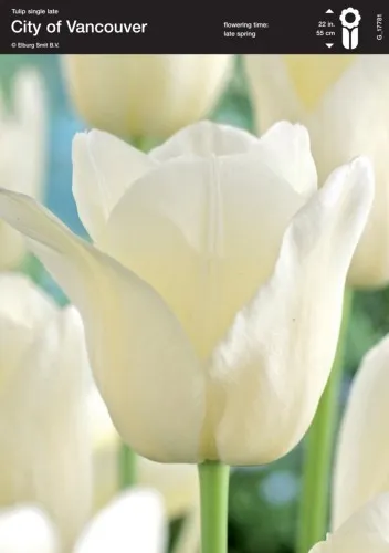 White Tulip (City of Vancouver)