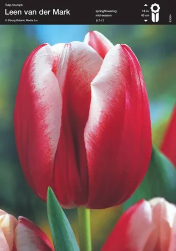 Tulip Leen van der Mark