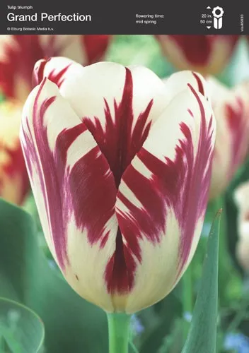 Tulip 'Grand Perfection'