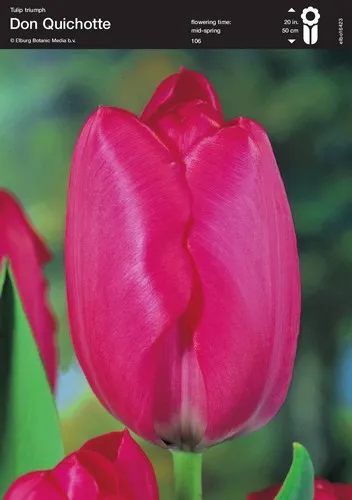 Tulip Don Quichotte
